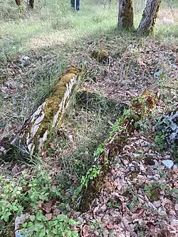 Image illustrative de l’article Dolmen du Cloup de Coutze