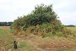 Image illustrative de l’article Dolmen de Nelhouët