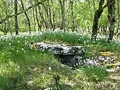 Dolmen des Roques