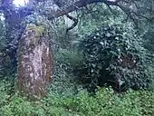 Dolmen des Ferrières