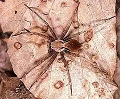 Description de l'image Dolomedes.zatsun.female.-.tanikawa.jpg.