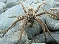 Description de l'image Dolomedes aquaticus.jpg.