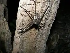 Description de l'image Dolomedes okefinokensis.jpg.