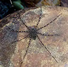 Description de l'image Dolomedes sp., a Fishing Spider. (9045736861).jpg.