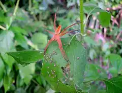 Description de l'image Dolomedes sulfreus 001.JPG.