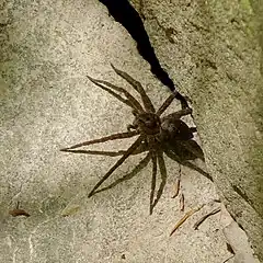 Description de l'image Dolomedes vittatus.jpg.