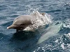 Un dauphin gris à la dorsale précédée d'une épaisse bosse.