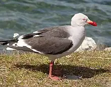 Goéland de Scoresby (Leucophaeus scoresbii)