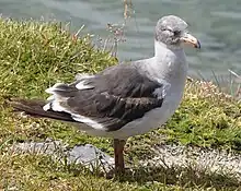 Goéland de Scoresby (Leucophaeus scoresbii). Spécimen immature.