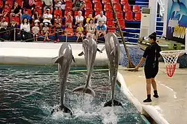 Grands dauphins en représentation.