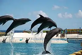 Spectacle de grands dauphins.