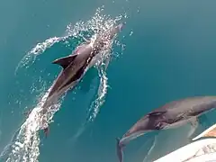 Un Dauphin à bec court nageant en surface, son grand aileron dorsal hors de l'eau.