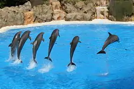 Grands dauphins.