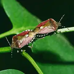 Tandem (cul à cul) chez la punaise des baies, Dolycoris baccarum, Pentatomidae