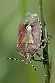 Dolycoris baccarum