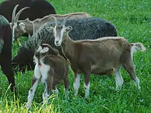 tête de chèvre blanche sans cornes, les oreilles levées