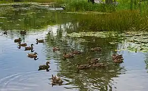 Les canards dans la mare du Domaine de Maizerets.