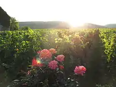 Rosiers de vigne du domaine de la Romanée-Conti