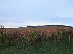 Domaine de la Romanée-Conti