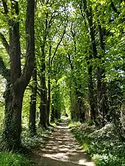 Une allée boisée du parc