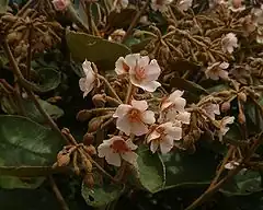 Le petit mahot (Dombeya ficulnea) est une espèce florale endémique que le parc doit protéger.