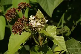Fleur de Dombeya mauritiana