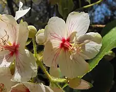 Fleurs épanouies