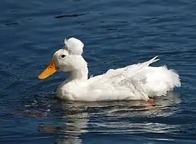 Un canard huppé domestique blanc