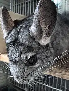 Une tête de chinchilla de profil en gros plan