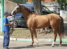 Cheval roux clair vu de profil.