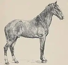 Gravure d'un cheval vu de profil.