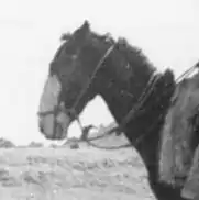 photo en noir et blanc d'une tête de cheval vue de profil.