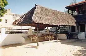 Le sanctuaire des ânes à Lamu