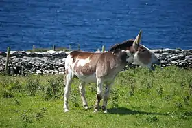 Âne pie près du Fort de Dunbeg dans la Péninsule de Dingle en Irlande.