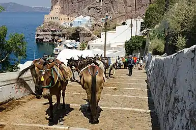 Les ânes desservent toujours le village de Fira inaccessible aux voitures, dans l'archipel de Santorin, en Grèce.