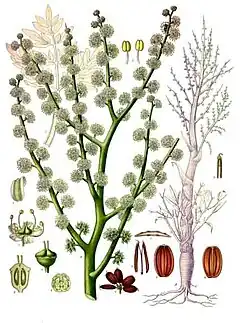Description de l'image Dorema_ammoniacum_-_Köhler–s_Medizinal-Pflanzen-201.jpg.