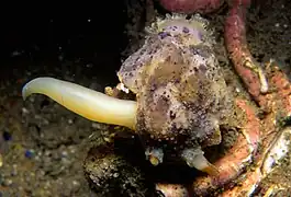 Pénis d'un mollusque (Doris pseudoargus) de la famille des Dorididae.