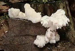 Hericium cirrhatum (Hericiaceae)