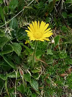 Doronicum glaciale