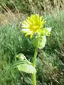 Doronicum pardalianches