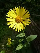 Doronicum pardalianches