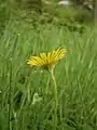 Doronicum plantagineum Vue latérale du capitule