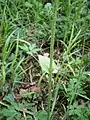 Doronicum plantagineum Feuille caulinaire