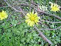 Doronicum plantagineum