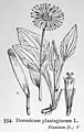 Doronicum plantagineum Planche botanique (1924)