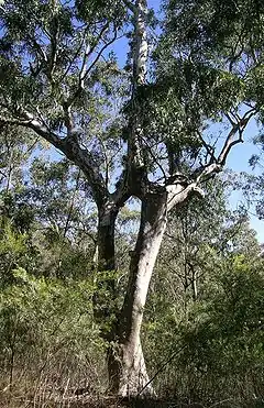 Description de l'image Dorrigo Gum 1.JPG.