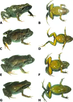 Description de l'image Dorsolateral and ventral views of four paratypes of Psychrophrynella chirihampatu sp. n. showing variation in dorsal and ventral coloration.png.