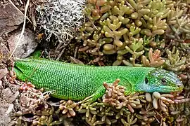 Lézard vert occidental.