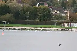 Dortoir de laridés au plan d'eau du Canada.