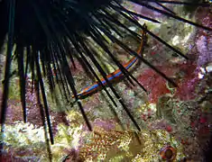 Un syngnathe à double menton (Doryrhamphus bicarinatus)